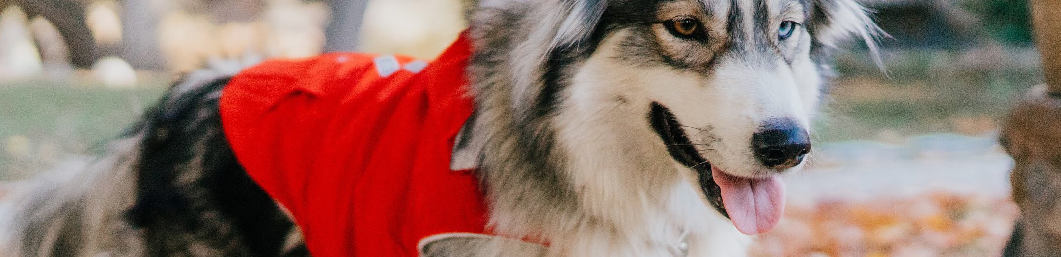 Dog Jackets